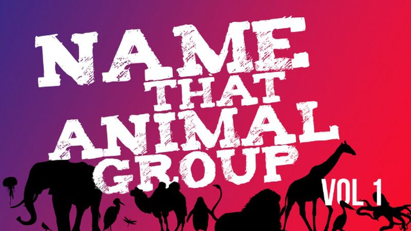 Name That Animal Group Vol 1