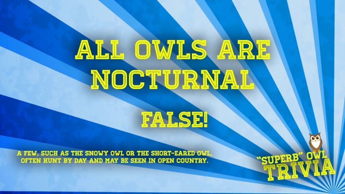 "Superb" Owl Trivia- It's A Hoot! image number null
