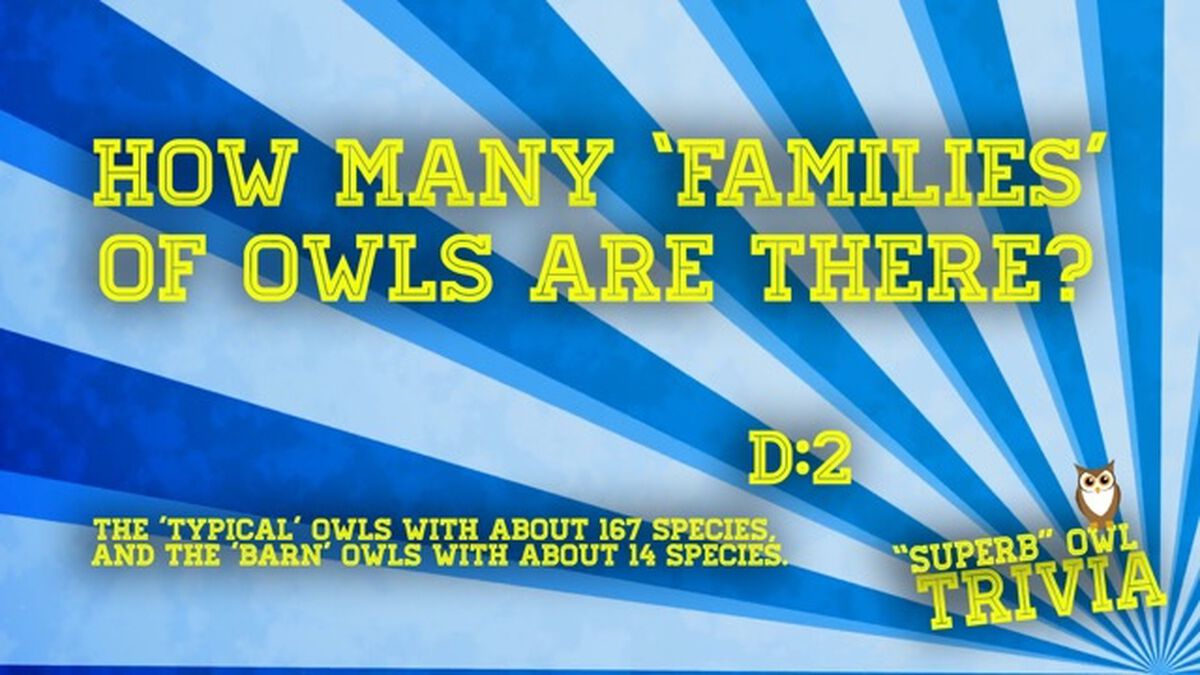 "Superb" Owl Trivia- It's A Hoot! image number null
