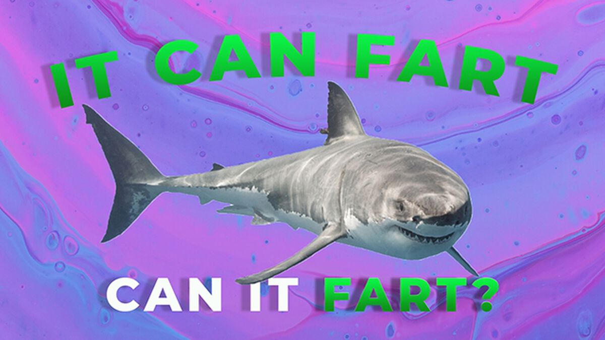 Can It Fart Number 2 image number null