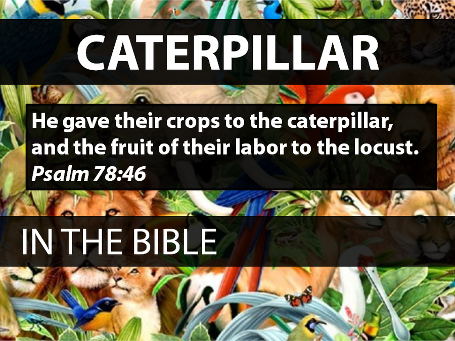 Animals of the Bible: Volume 1 image number null