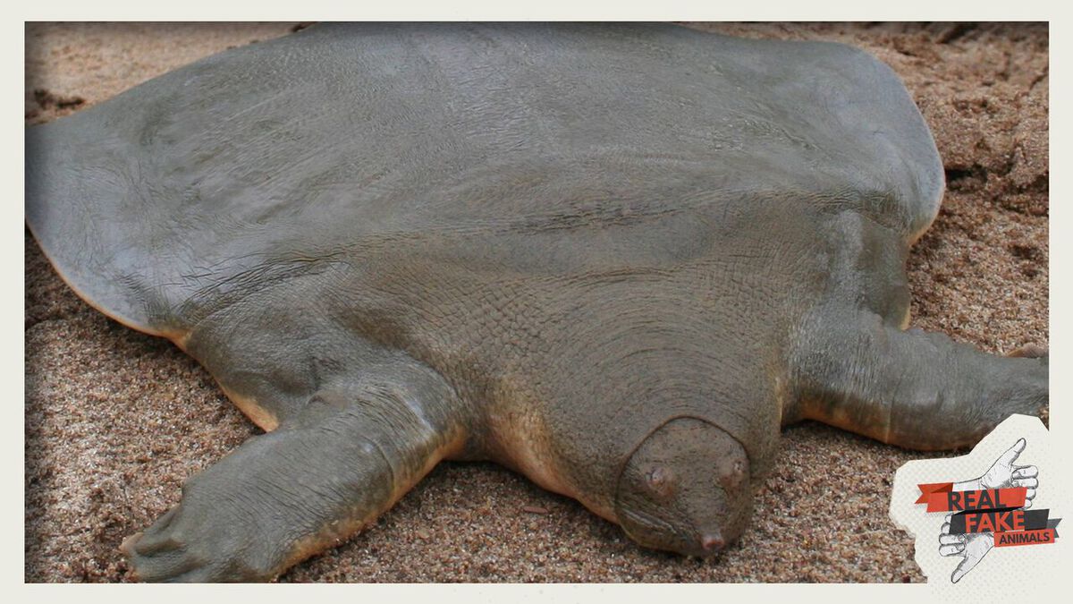 Real/Fake: Animals Volume 3 image number null