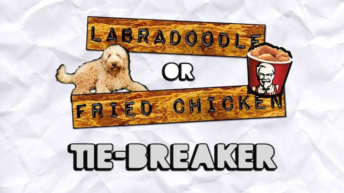 Labradoodle or Fried Chicken image number null