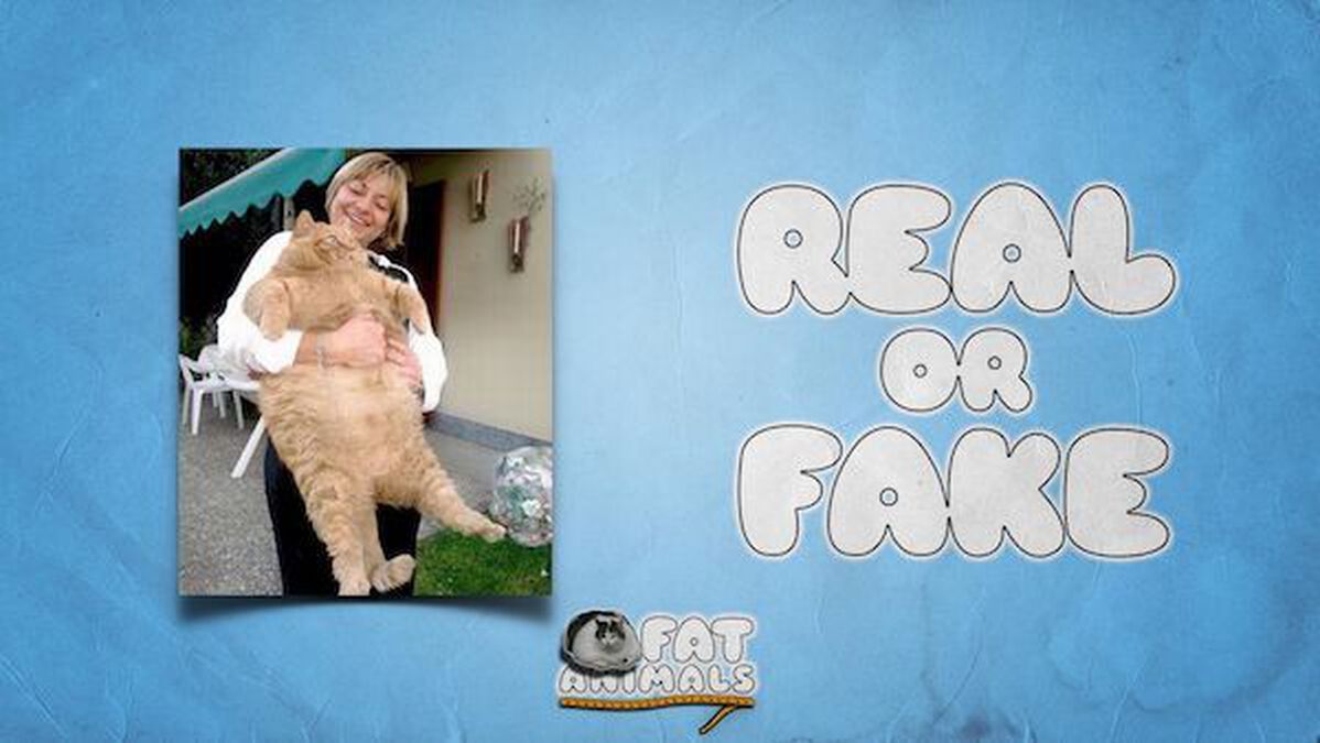 Fat Animals image number null