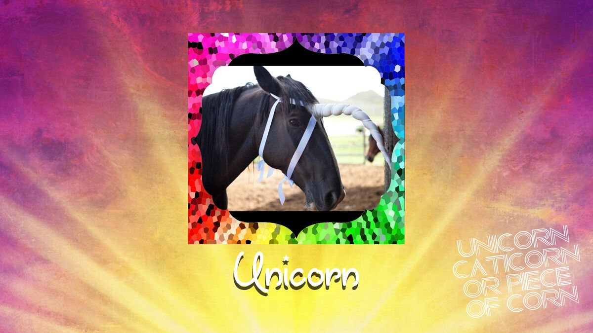 Unicorn, Caticorn, or Piece of Corn? image number null