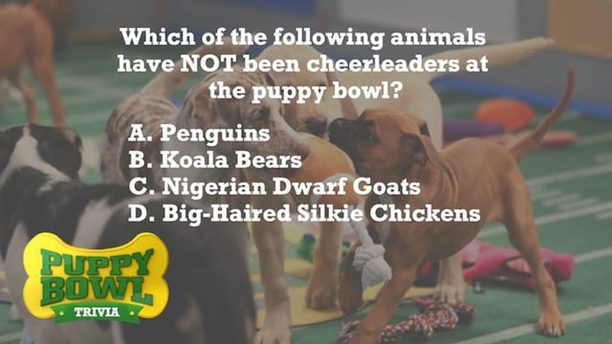 Puppy Bowl Trivia image number null