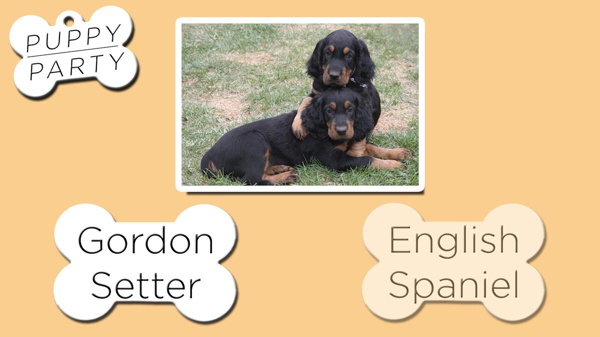 Puppy Party Game image number null