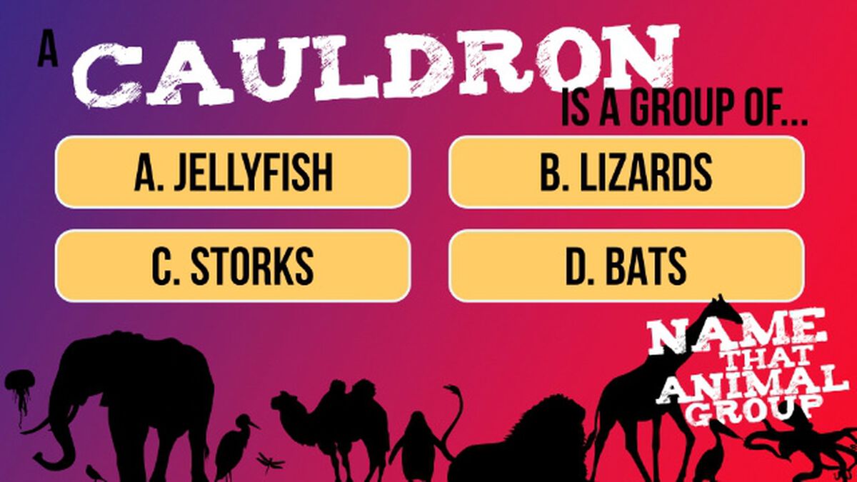 Name That Animal Group Vol 1 image number null