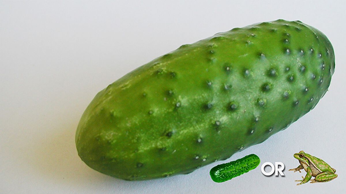 Pickle Or Frog? (November 14th, National Pickle Day)  image number null