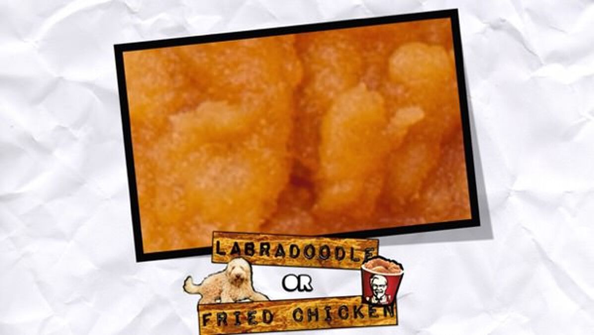 Labradoodle or Fried Chicken image number null