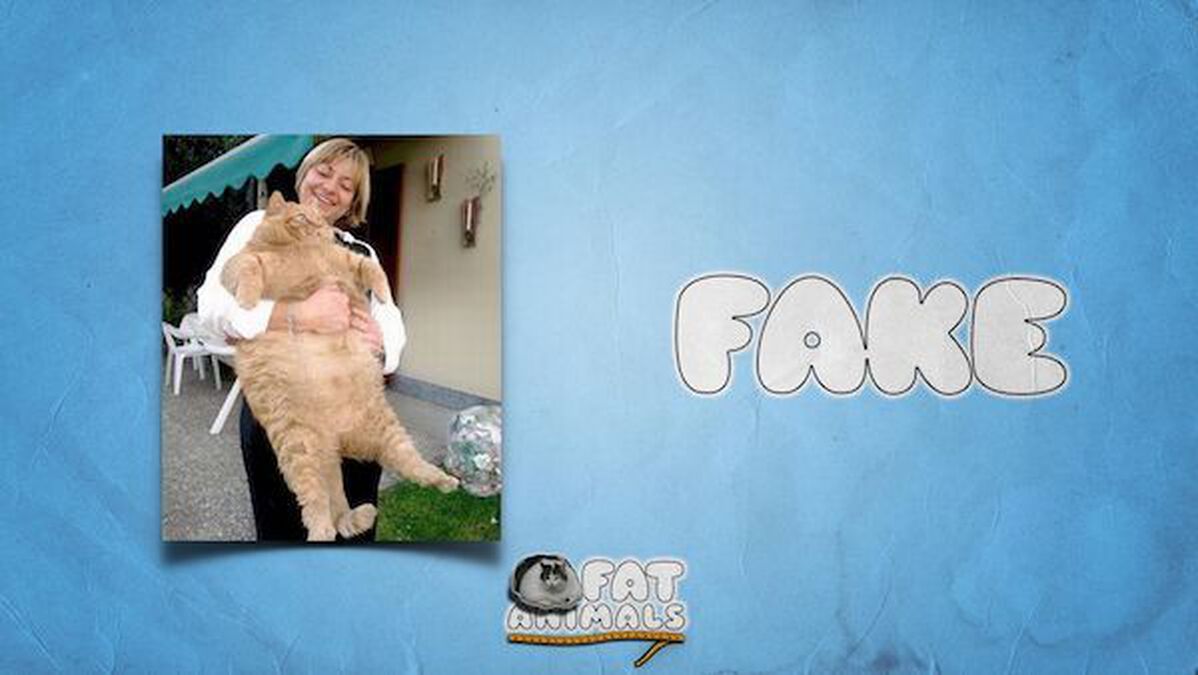 Fat Animals image number null