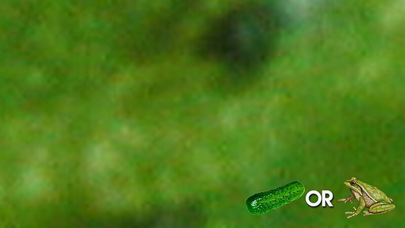 Pickle Or Frog? (November 14th, National Pickle Day) 