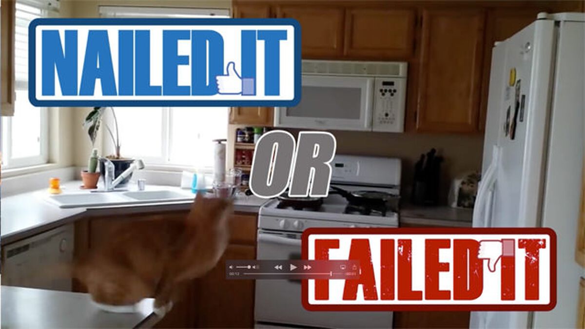 Nailed or Failed: Cat Edition image number null