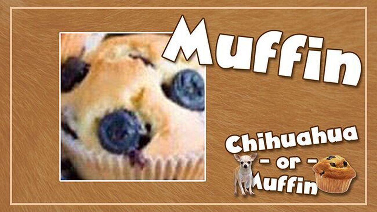 Chihuahua or Muffin image number null