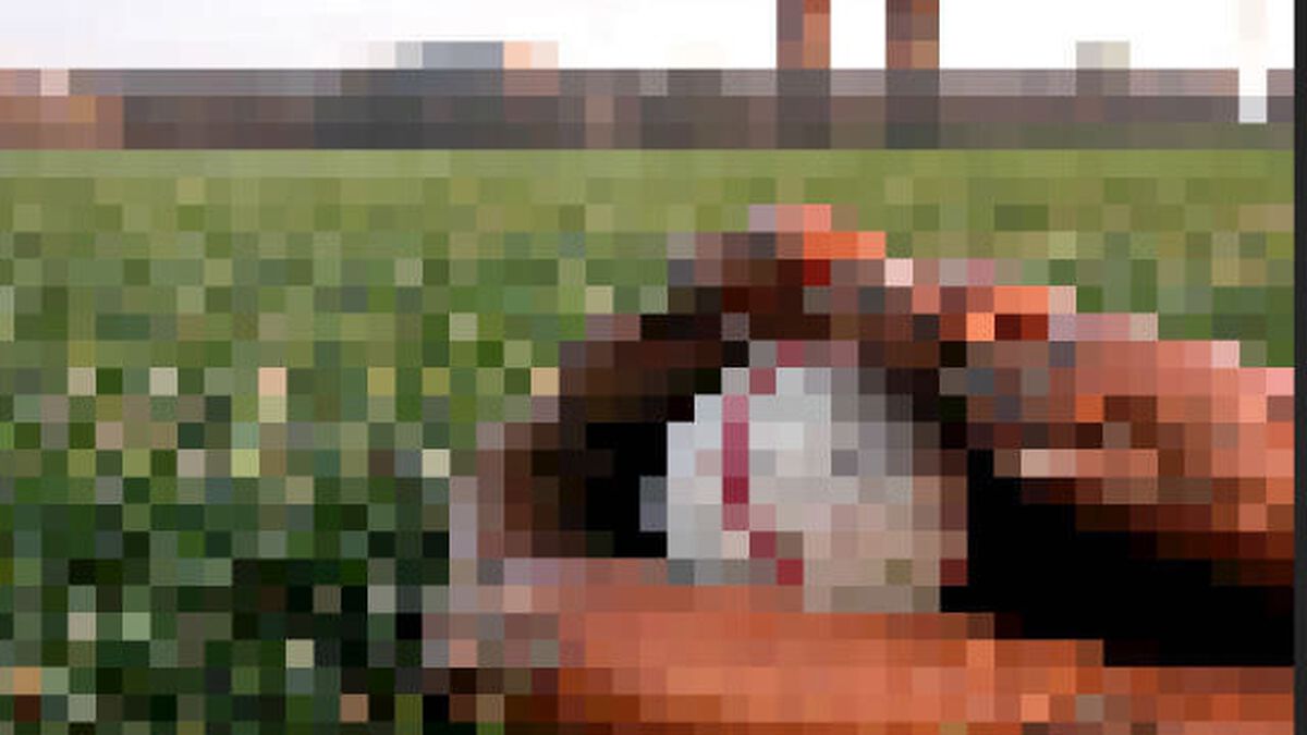 Sportsball Bundle of 5 image number null