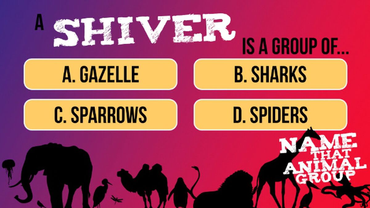 Name That Animal Group Vol 1 image number null