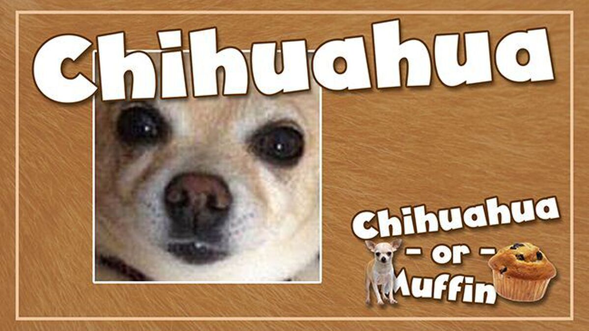 Chihuahua or Muffin image number null