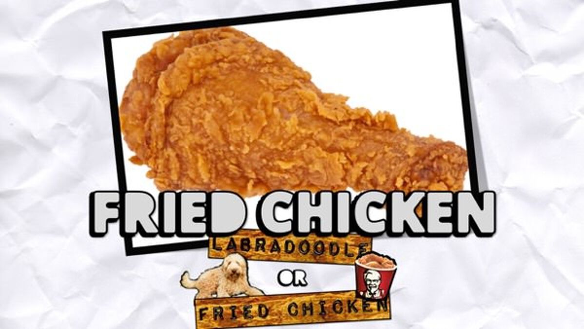 Labradoodle or Fried Chicken image number null