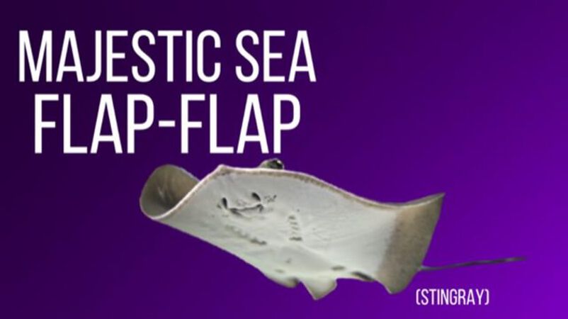 The Internet Names Animals Bundle: Volume 1-3