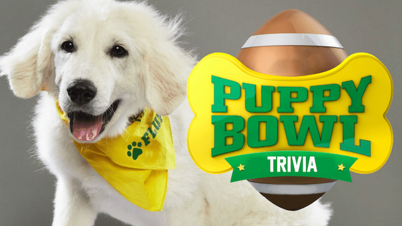 Puppy Bowl Trivia