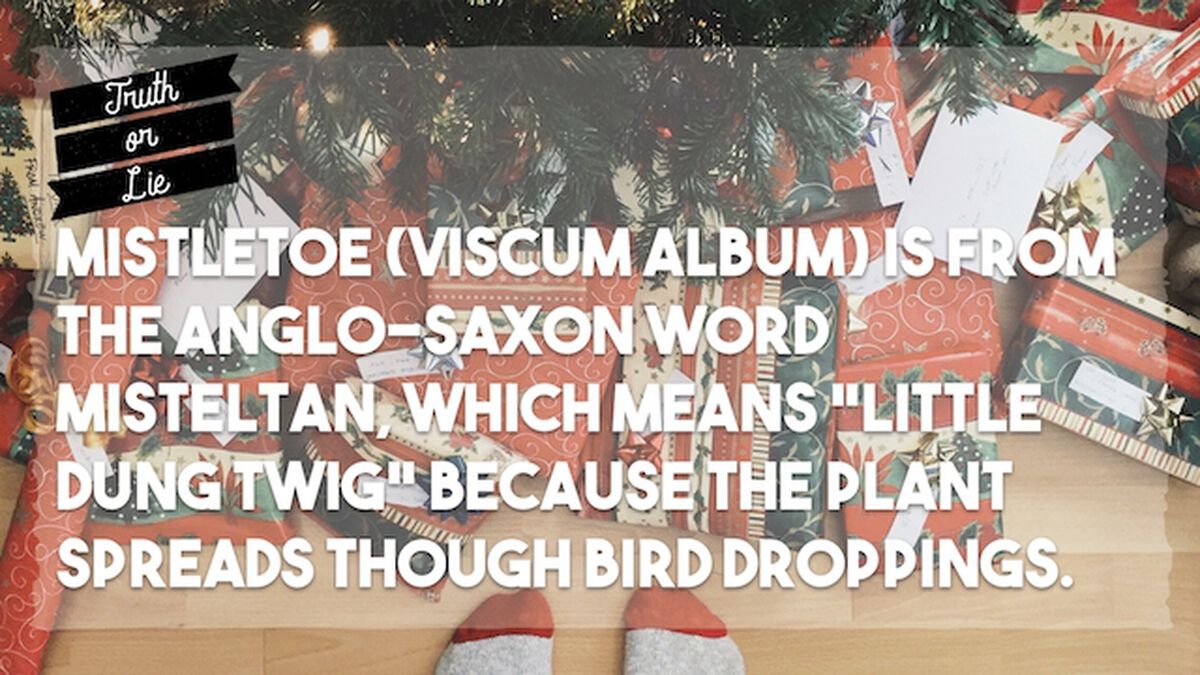 Truth or Lie - Christmas Edition image number null