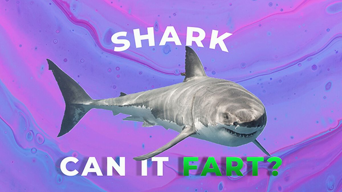 Can It Fart Number 2 image number null