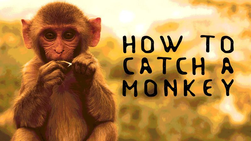 How to Catch a Monkey