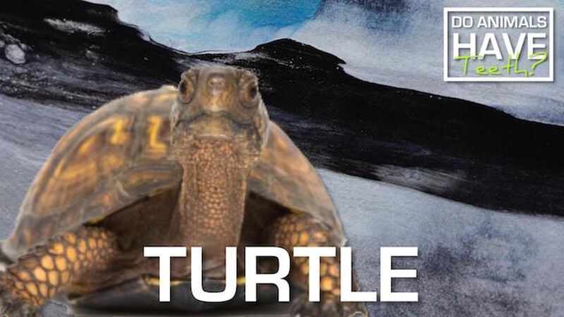 Do Animals Have Teeth