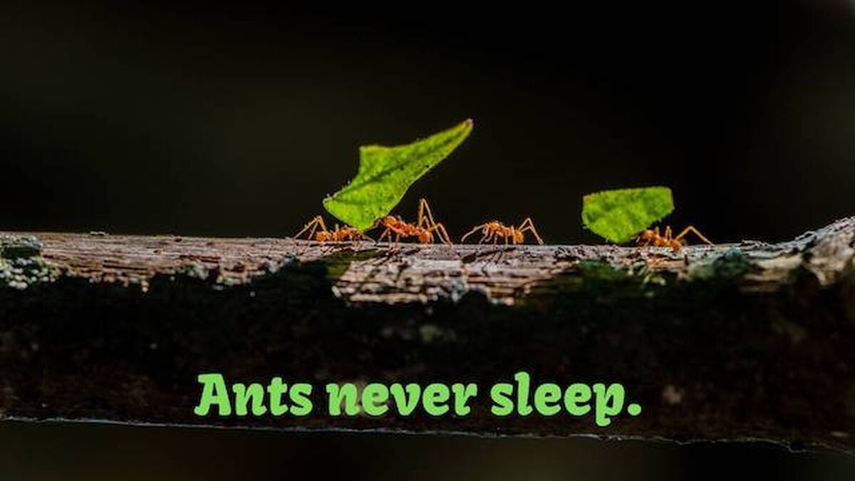 Amazing Animals Volume Two image number null