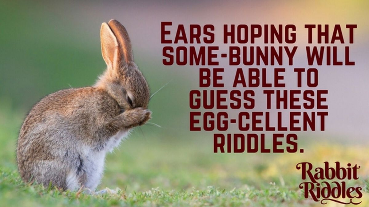 Rabbit Riddles image number null