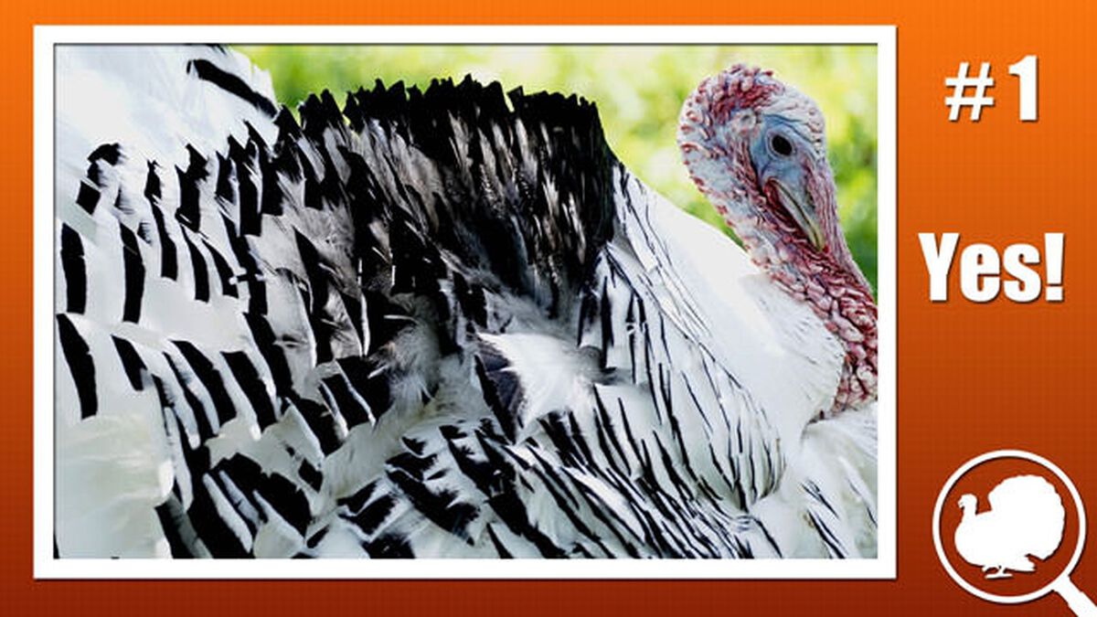 Is it a Turkey? image number null