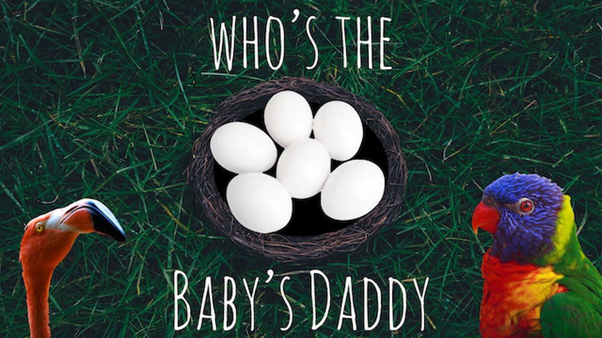 Who's the Baby Daddy? image number null