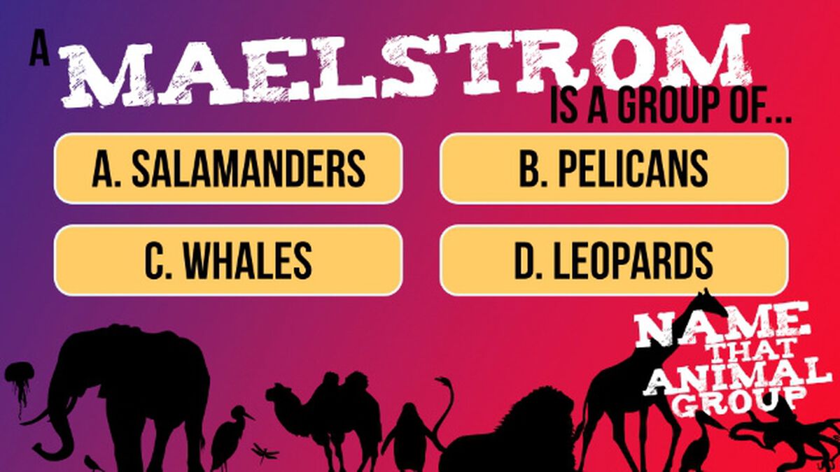 Name That Animal Group Vol 1 image number null