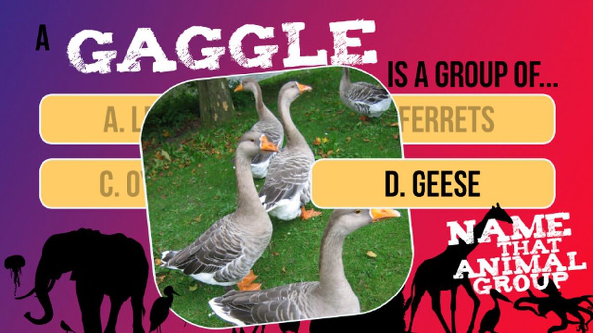 Name That Animal Group Vol 1 image number null