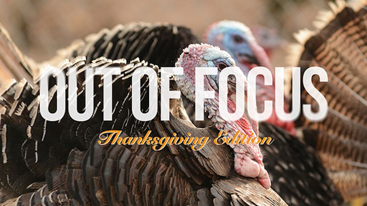 Out of Focus: Thanksgiving Edition image number null