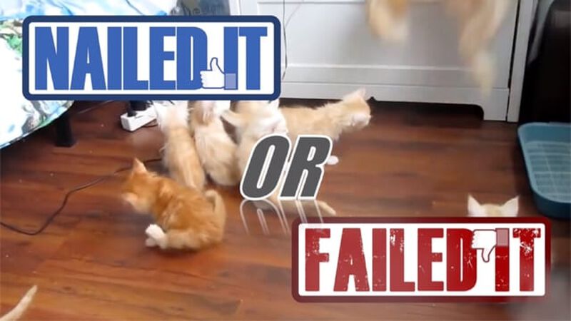 Nailed It or Failed It Cat Edition - Volume 3