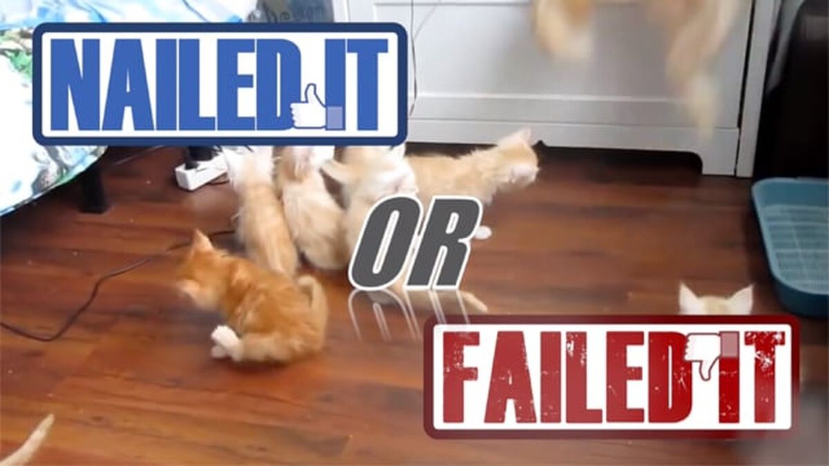 Nailed It or Failed It Cat Edition - Volume 3 image number null