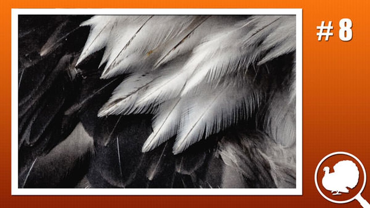 Is it a Turkey? image number null