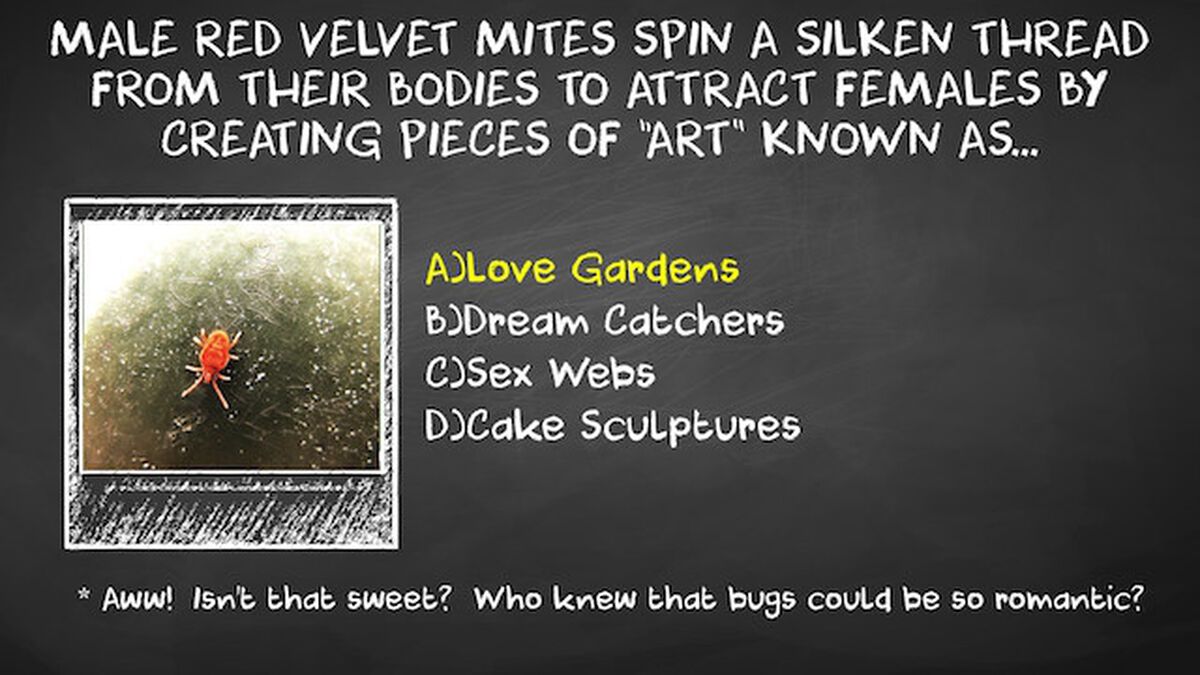 Birds, Bees, & Other Animals Vol 1 image number null