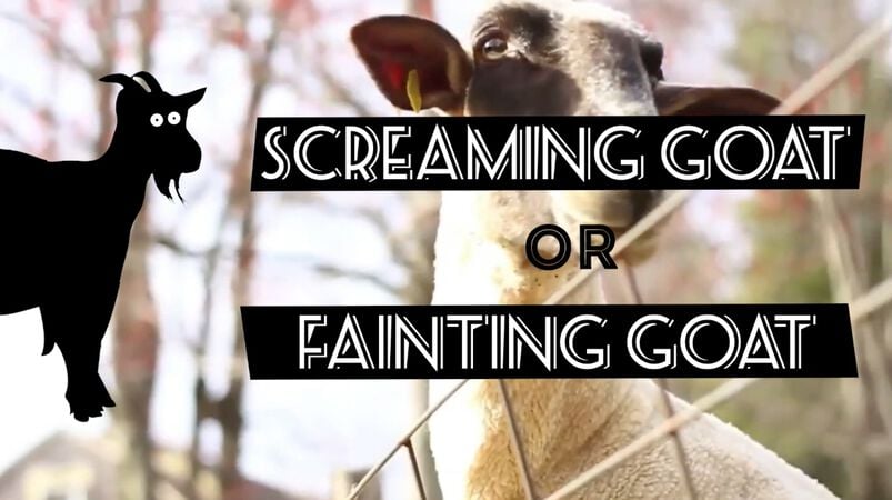 Screaming or Fainting Goats