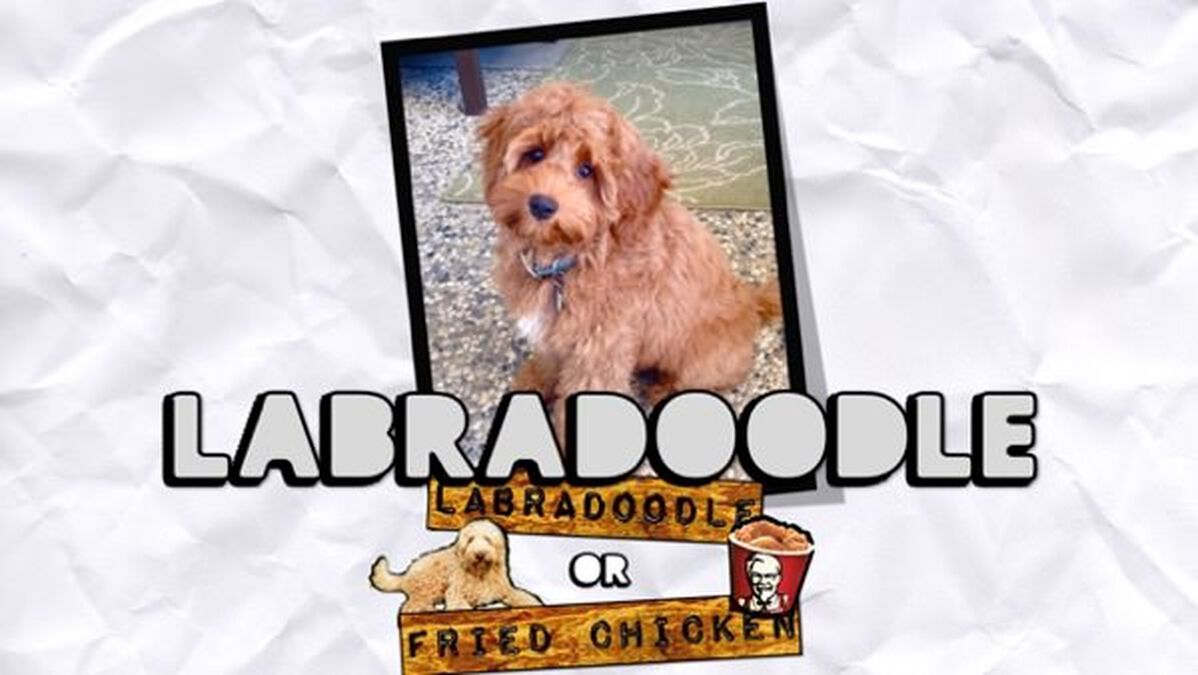 Labradoodle or Fried Chicken image number null
