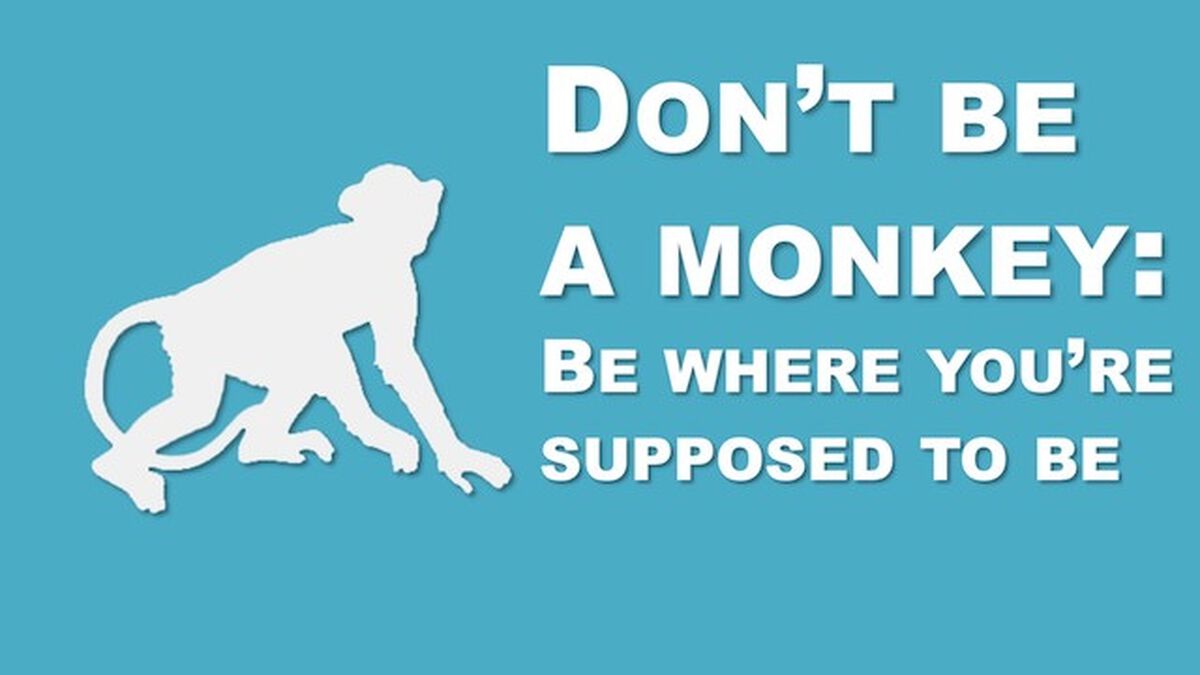 Don't Be a Monkey Rule Videos image number null