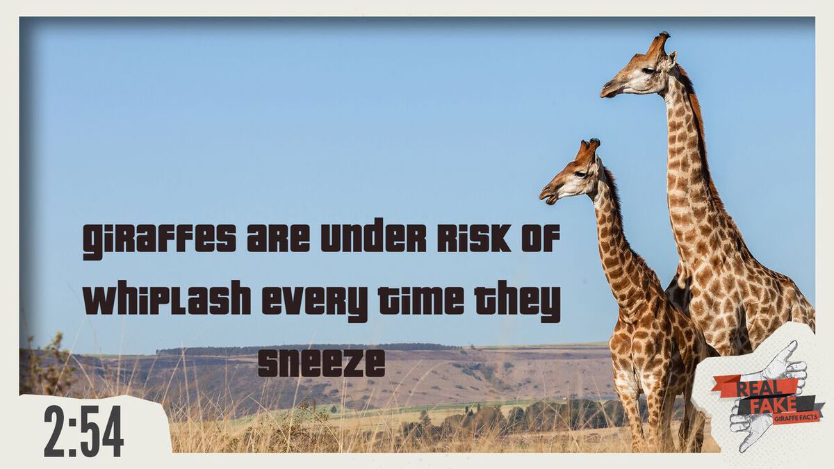 Real or Fake: Giraffe Facts  image number null