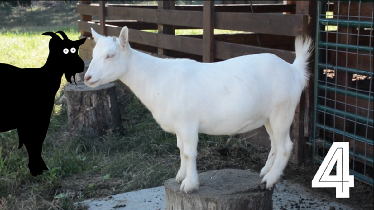 Screaming or Fainting Goats? Round 2 image number null