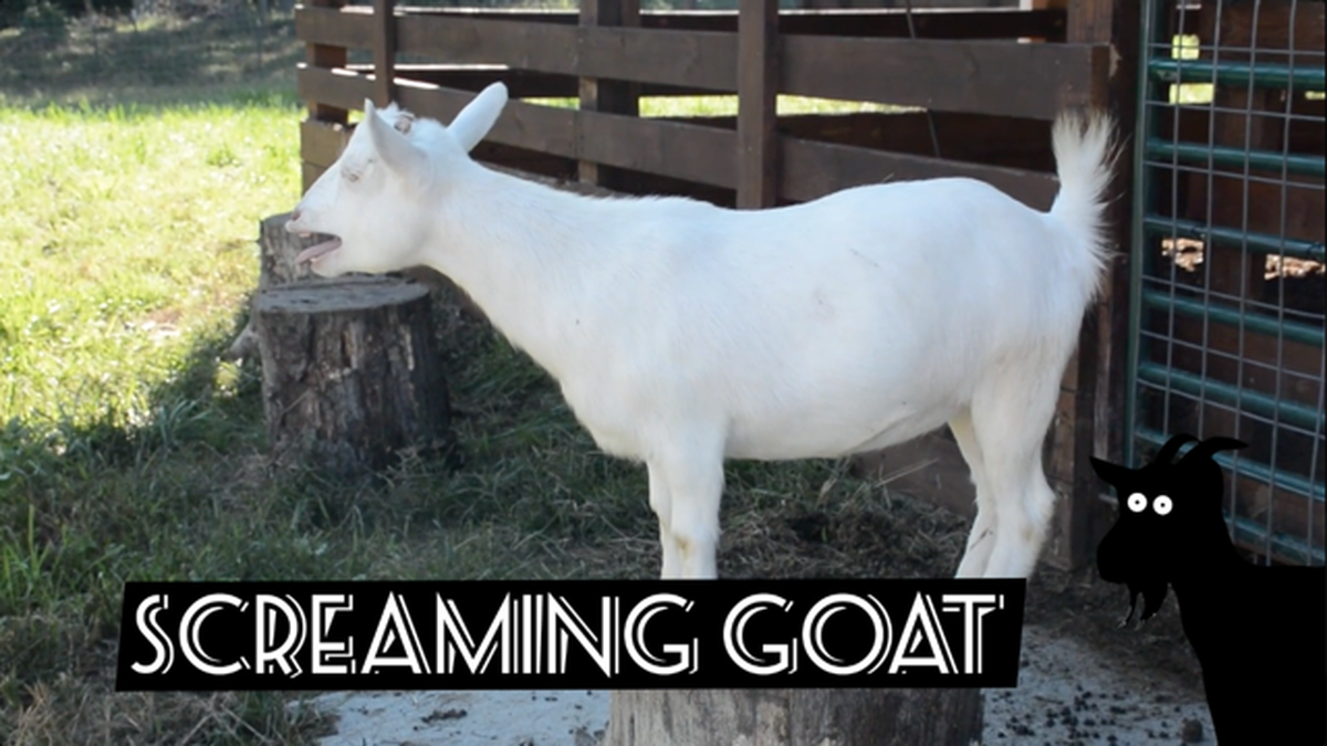 Screaming or Fainting Goats? Round 2 image number null