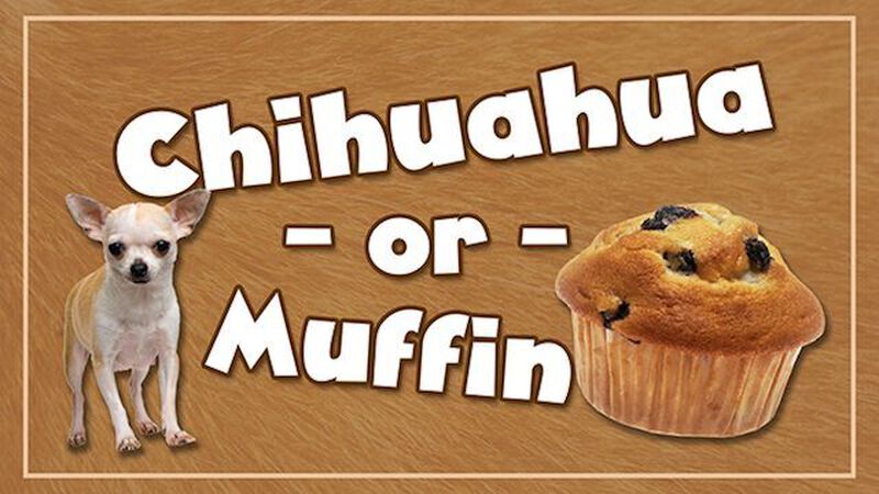 Chihuahua or Muffin
