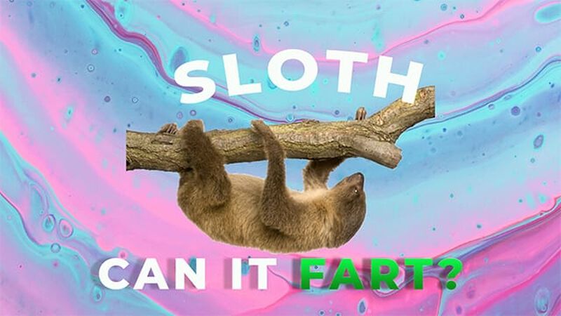 Can it Fart?