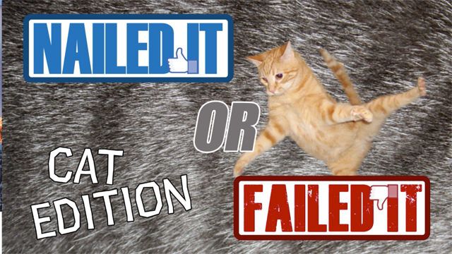 cat filter zoom download cat filter zoom download
