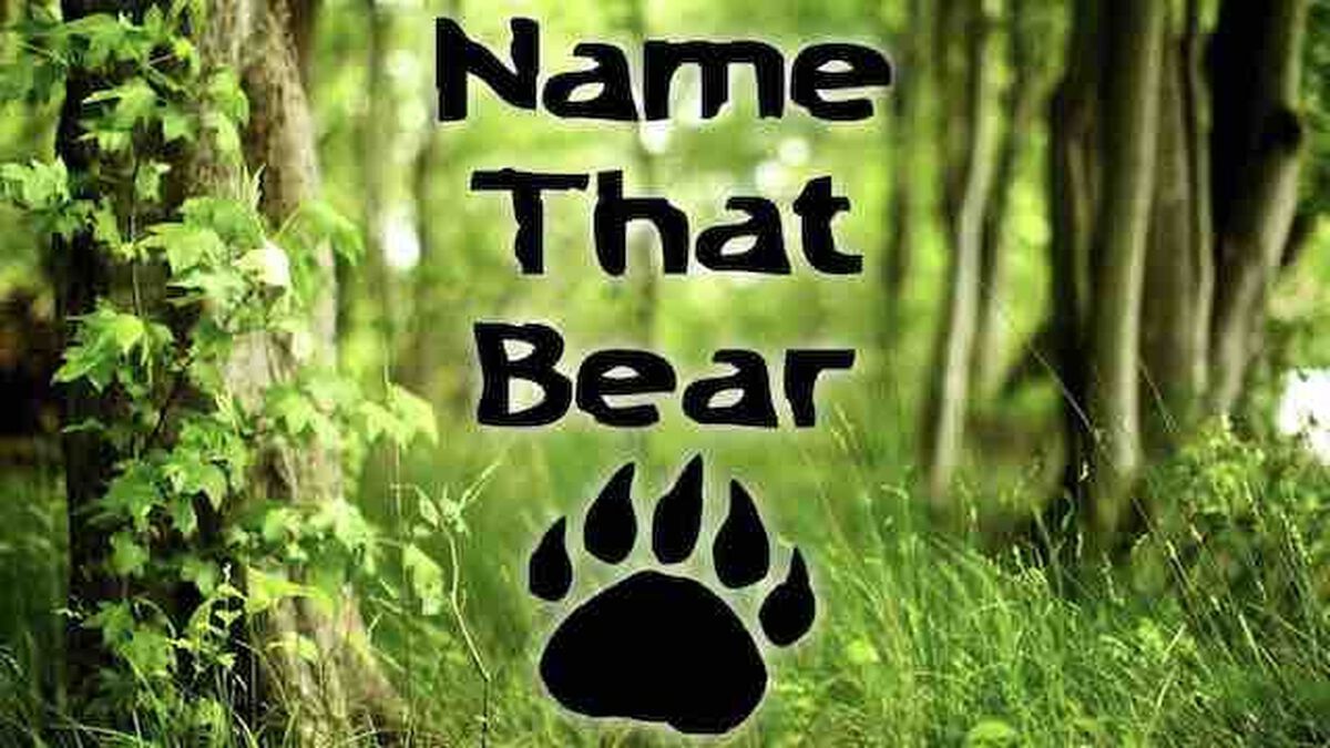 Name That Bear image number null