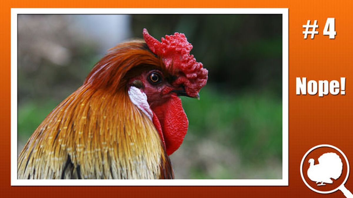 Is it a Turkey? image number null
